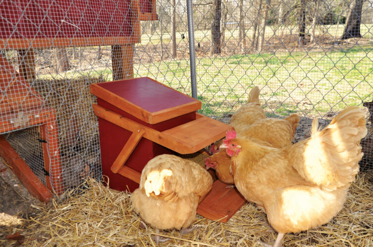 How to Build a Treadle Chicken Feeder
